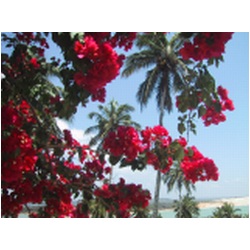 24_Tibau_do_sul.JPG