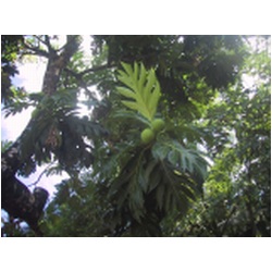 36_Breadfruit.JPG