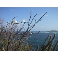 069_white_island.JPG