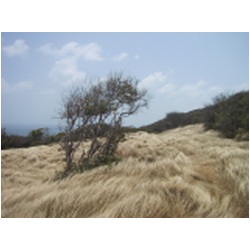 085_Pt.Martinique.JPG