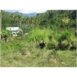 171_ST.Vincent_Cumberland_Bay.JPG