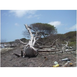 016_Grand_Bay_Carriacou.JPG