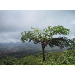 029_Mont_Pele.JPG