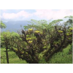 032_Mont_Pele.JPG