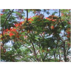 058_Bequia_Hope_Bay.JPG