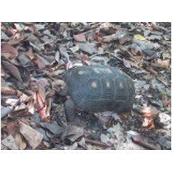 060_Bequia_Hope_Bay.JPG