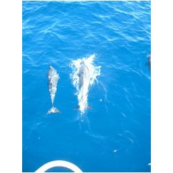 005_Delfin.JPG