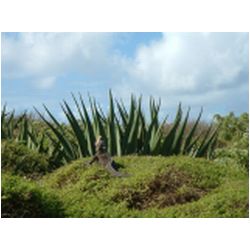 023_iguan_petite_terre.jpg