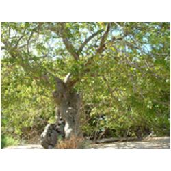 028_gaiacum_petit_terre.jpg
