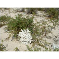 027_gravenor_bay_barbuda.jpg