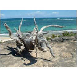037_east_coast_barbuda.jpg