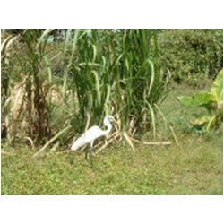 073_codrington_barbuda.jpg