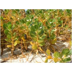 084_low_bay_barbuda.jpg