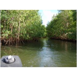 045_guadeloupe_riviere_salee.JPG