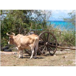 070_marie_galante.JPG