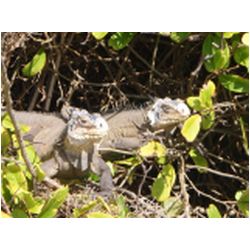 034_petite_terre.JPG
