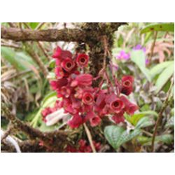 083_martinique_mont_pelee.JPG