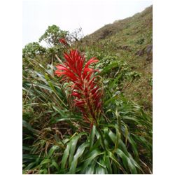 089_martinique_mont_pelee.JPG