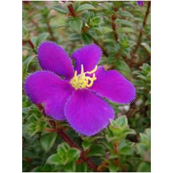093_martinique_mont_pelee.JPG