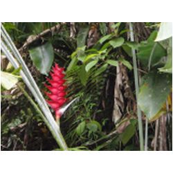 098_martinique_regenwald.JPG