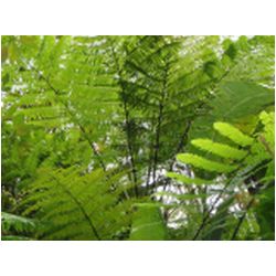 099_martinique_regenwald.JPG
