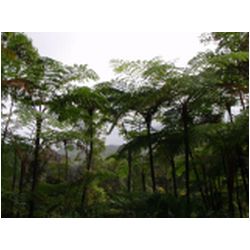 103_martinique_regenwald.JPG