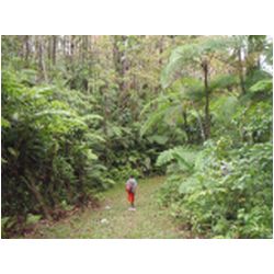 104_martinique_regenwald.JPG