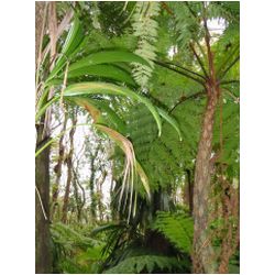 105_martinique_regenwald.JPG