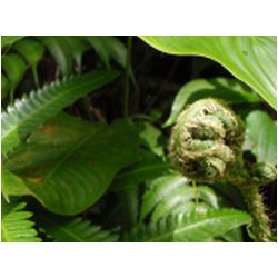 106_martinique_regenwald.JPG