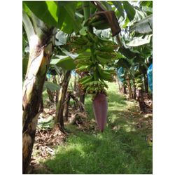 107_martinique_bananenstaude.JPG