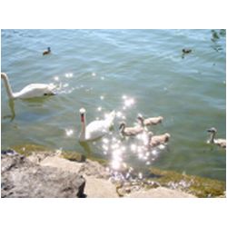 036_greifensee.JPG