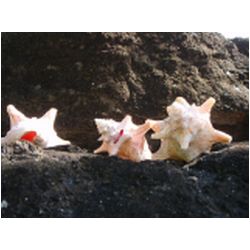 015_hog_island.JPG
