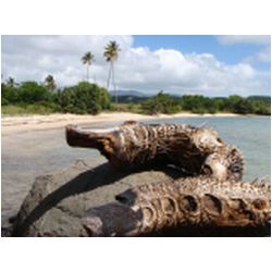 019_hog_island.JPG