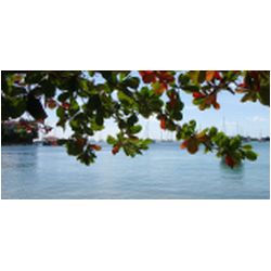 032_prickly_bay.JPG