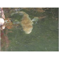 054_carriacou_mangrove.JPG