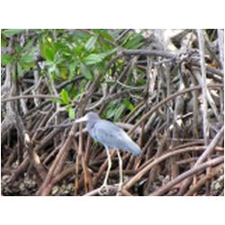 056_carriacou_mangrove.JPG