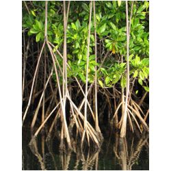 057_carriacou_mangrove.JPG