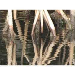 058_carriacou_mangrove.JPG