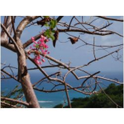 076_carriacou.JPG