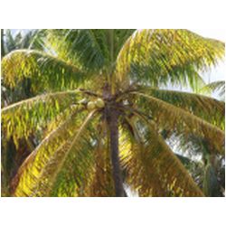 100_carriacou.JPG