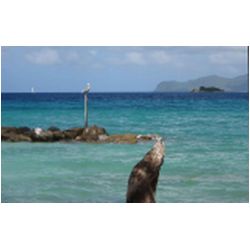 101_carriacou.JPG