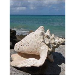 102_carriacou.JPG