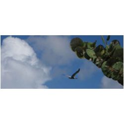 104_carriacou.JPG