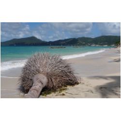 120_carriacou.jpg