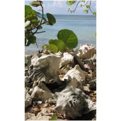 129_carriacou.jpg
