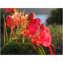 051_bequia.JPG