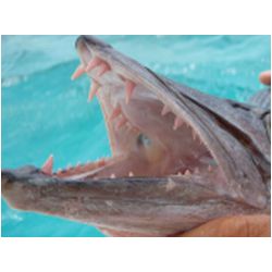 054_baracuda.JPG