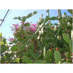 011_prickly_bay.JPG