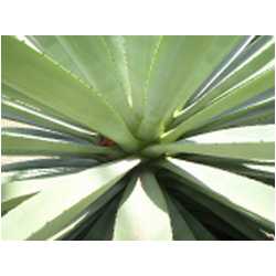 016_prickly_bay.JPG