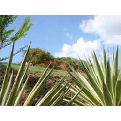 017_prickly_bay.JPG